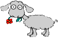 Ça, c'est un mouton !